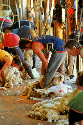Steam Plains Shearing 022234 © Claire Parks Photography 